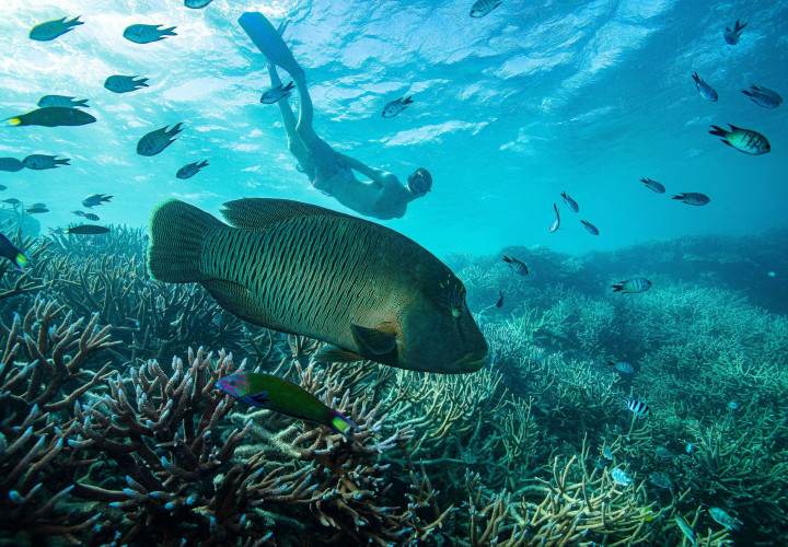 1005892 2020 WYS GBR shoot HardyReef CruiseWhitsundays PhillGordonRiptideCreative 010 creator 4